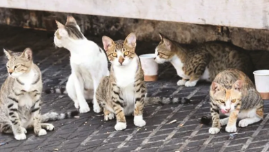 Photo of شاب غزي يؤسس ملجأ للقطط المصابة على سطح منزله المدمر