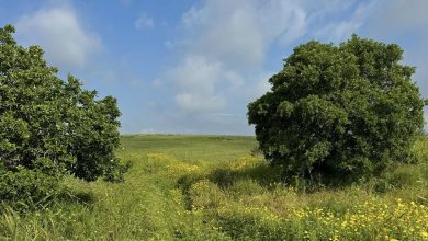 Photo of حالة الطقس: موجة حارة متصاعدة حتى الخميس