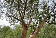 Photo of حالة الطقس: انخفاض في درجات الحرارة