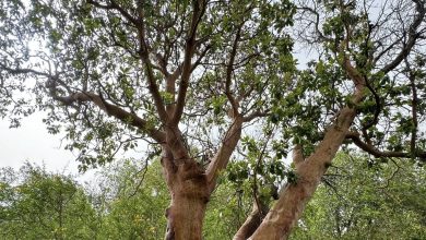 Photo of حالة الطقس: انخفاض في درجات الحرارة