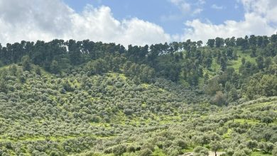 Photo of حالة الطقس: ارتفاع تدريجي على درجات الحرارة.. وأجواء حارة نهاية الأسبوع