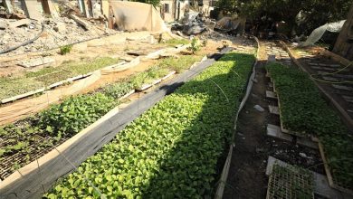 Photo of زراعة تحتضر.. مخلفات الطعام والحيوانات بديلا للسماد بغزة