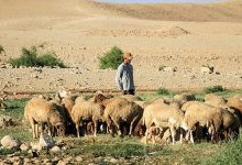 Photo of مستوطنون يسرقون قطيع أغنام ويشعلون مواجهات في المغير شمال شرق رام الله