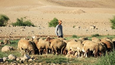 Photo of مستوطنون يسرقون قطيع أغنام ويشعلون مواجهات في المغير شمال شرق رام الله