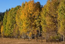 Photo of ارتفاع تدريجي على درجات الحرارة وأجواء تميل للحرارة حتى نهاية الأسبوع