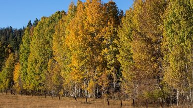Photo of ارتفاع تدريجي على درجات الحرارة وأجواء تميل للحرارة حتى نهاية الأسبوع