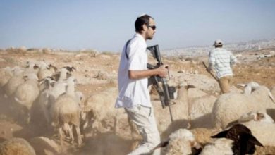 Photo of مستوطنون يعتدون على أراضي زراعية في بيت أمر ومسافر يطا ويمنعون المزارعين من العمل