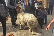 Photo of “خروف بـ7 آلاف دولار”.. غزة تدخل عيدا مثقلا بالحرب والغلاء (شاهد)