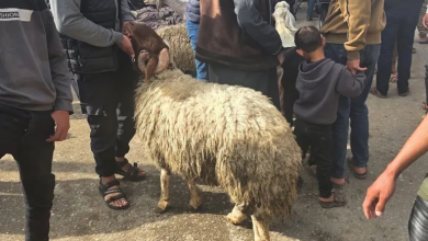 Photo of “خروف بـ7 آلاف دولار”.. غزة تدخل عيدا مثقلا بالحرب والغلاء (شاهد)