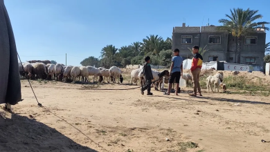 Photo of عيد بلا أضاحٍ.. كيف يستقبل الغزيون عيد الأضحى تحت وطأة الجوع والحصار؟