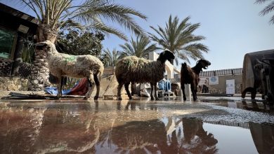 Photo of غزة بلا أضاحي للعام الثالث بسبب الحرب والحصار الإسرائيليين
