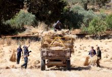 Photo of خشية هجمات المستوطنين.. مزارعو “سنجل” بالضفة يعجلون حصاد القمح (صور)