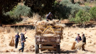 Photo of خشية هجمات المستوطنين.. مزارعو “سنجل” بالضفة يعجلون حصاد القمح (صور)