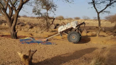 Photo of “أكلنا أوراق الشجر”.. نازحو أورشي بالسودان يقضون أسبوعا بالعراء بين جوع وعطش (شاهد)