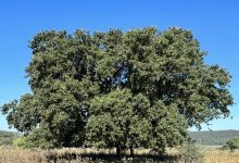 Photo of حالة الطقس: أجواء صيفية حارة خلال الأيام المقبلة