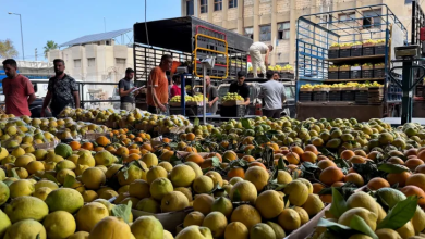 Photo of من الحقول إلى الموائد.. حرب الجنوب تخنق زراعة لبنان وأمنه الغذائي