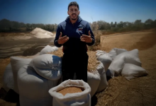 Photo of حصاد تحت النار.. مزارعو غزة يتحدون الحرب لتأمين لقمة العيش (شاهد)
