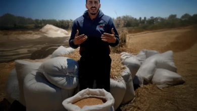 Photo of حصاد تحت النار.. مزارعو غزة يتحدون الحرب لتأمين لقمة العيش (شاهد)