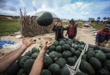 Photo of في غزة.. أمنية الصيف ليست السفر ولا البحر بل بطيخة باردة