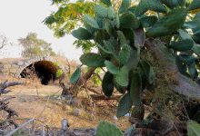 Photo of حالة الطقس: درجات الحرارة تواصل الارتفاع حتى نهاية الأسبوع