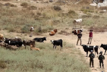 Photo of “سرية الأبقار”.. تل أبيب تستخدم أسلوب “الاستيطان الرعوي” في الجنوب السوري (فيديو)