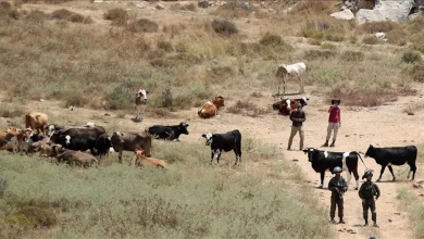 Photo of “سرية الأبقار”.. تل أبيب تستخدم أسلوب “الاستيطان الرعوي” في الجنوب السوري (فيديو)