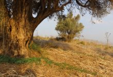 Photo of حالة الطقس: أجواء صيفية حارة حتى نهاية الأسبوع