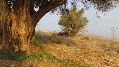 Photo of حالة الطقس: أجواء صيفية حارة حتى نهاية الأسبوع