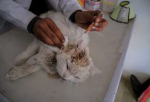Photo of أطباء بيطريون في غزة يكافحون لإنقاذ الحيوانات وسط نقص الغذاء والأدوية