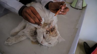 Photo of أطباء بيطريون في غزة يكافحون لإنقاذ الحيوانات وسط نقص الغذاء والأدوية