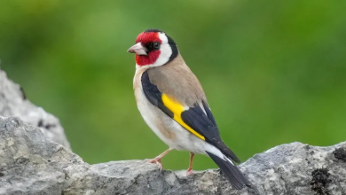 Photo of مبلغ لا يصدق.. لماذا يدفع الجزائريون 7500 دولار لاقتناء “طائر الحسون”؟ (شاهد)