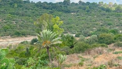 Photo of حالة الطقس: استمرار الأجواء الحارة
