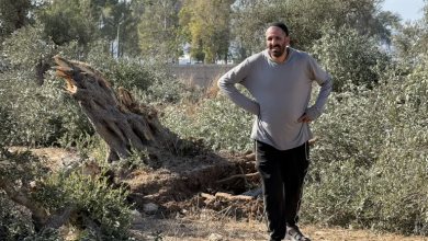 Photo of اللقاء الأخير.. فلسطينيون يقطفون ثمار زيتون اقتلعته جرافات الاحتلال (شاهد)