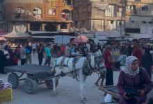 Photo of رغم كلفته الباهظة.. الحمار وسيلة التنقل الأبرز في غزة (شاهد)
