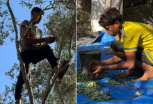 Photo of الحرب تعصف بالموسم للسنة الثالثة على التوالي.. ماذا بقي من زيتون غزة؟ (شاهد)
