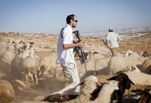 Photo of أغنام المستوطنين أداة للتوسع الاستيطاني!.. تقرير أمريكي يكشف التفاصيل (فيديو)