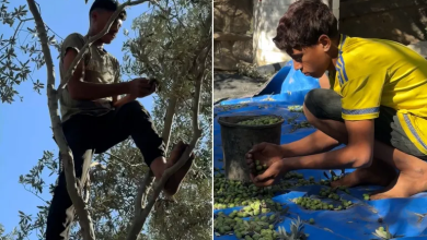 Photo of الحرب تعصف بالموسم للسنة الثالثة على التوالي.. ماذا بقي من زيتون غزة؟ (شاهد)