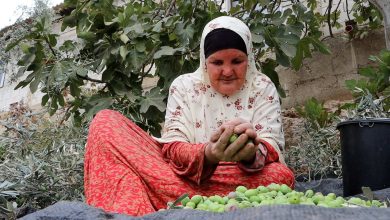 Photo of حين يقهر الاحتلال أهل الزيتون.. أشجار فلسطين مثقلة بالثمار وأصحابها محرومون منها