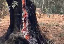 Photo of حرق أشجار الزيتون في سلفيت.. 98 ألف شجرة تضررت في الضفة منذ مطلع الموسم