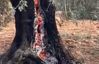 Photo of حرق أشجار الزيتون في سلفيت.. 98 ألف شجرة تضررت في الضفة منذ مطلع الموسم