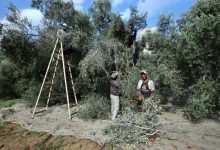 Photo of حصاد الزيتون في فلسطين يتحول إلى معركة بقاء (شاهد)