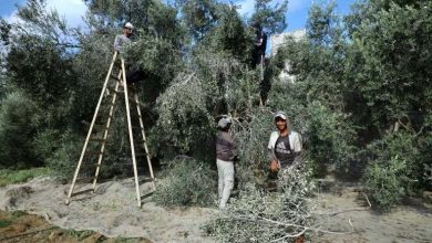 Photo of حصاد الزيتون في فلسطين يتحول إلى معركة بقاء (شاهد)