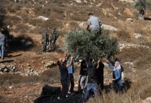 Photo of إصابة 4 فلسطينيين باعتداء نفذه مستوطنون خلال قطف الزيتون شمالي الضفة