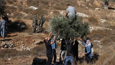 Photo of إصابة 4 فلسطينيين باعتداء نفذه مستوطنون خلال قطف الزيتون شمالي الضفة